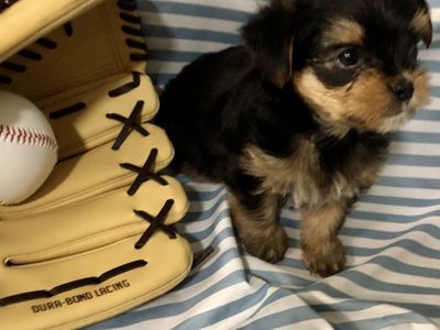 Tiny Yorkie Puppy; Exquisite!