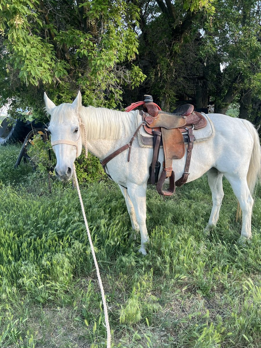 All around mare 