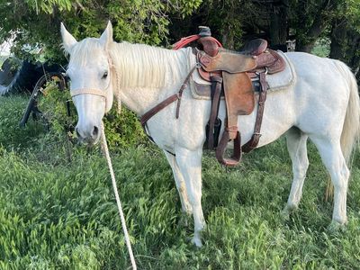 All around mare