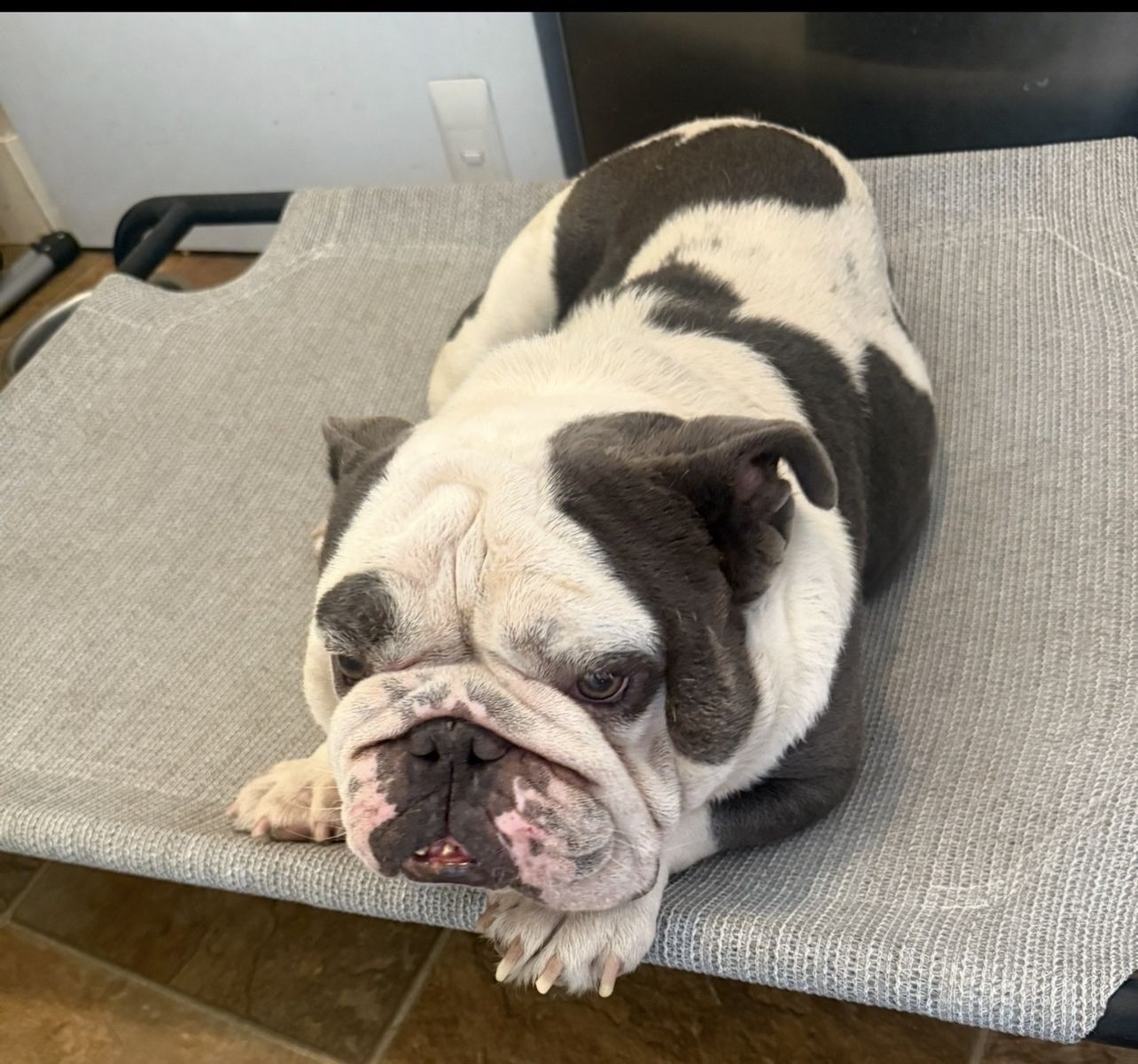 English bulldog rehome