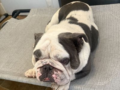 English bulldog rehome