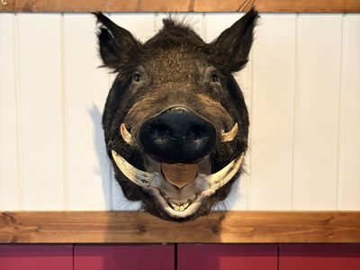 Wild Russian Boar Mount