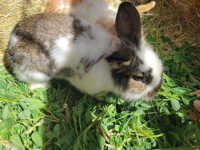 Male rabbit