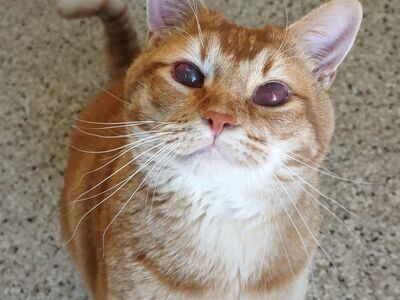 Hello my name is Newton