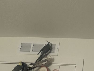 White-faced female cockatiel - Simon