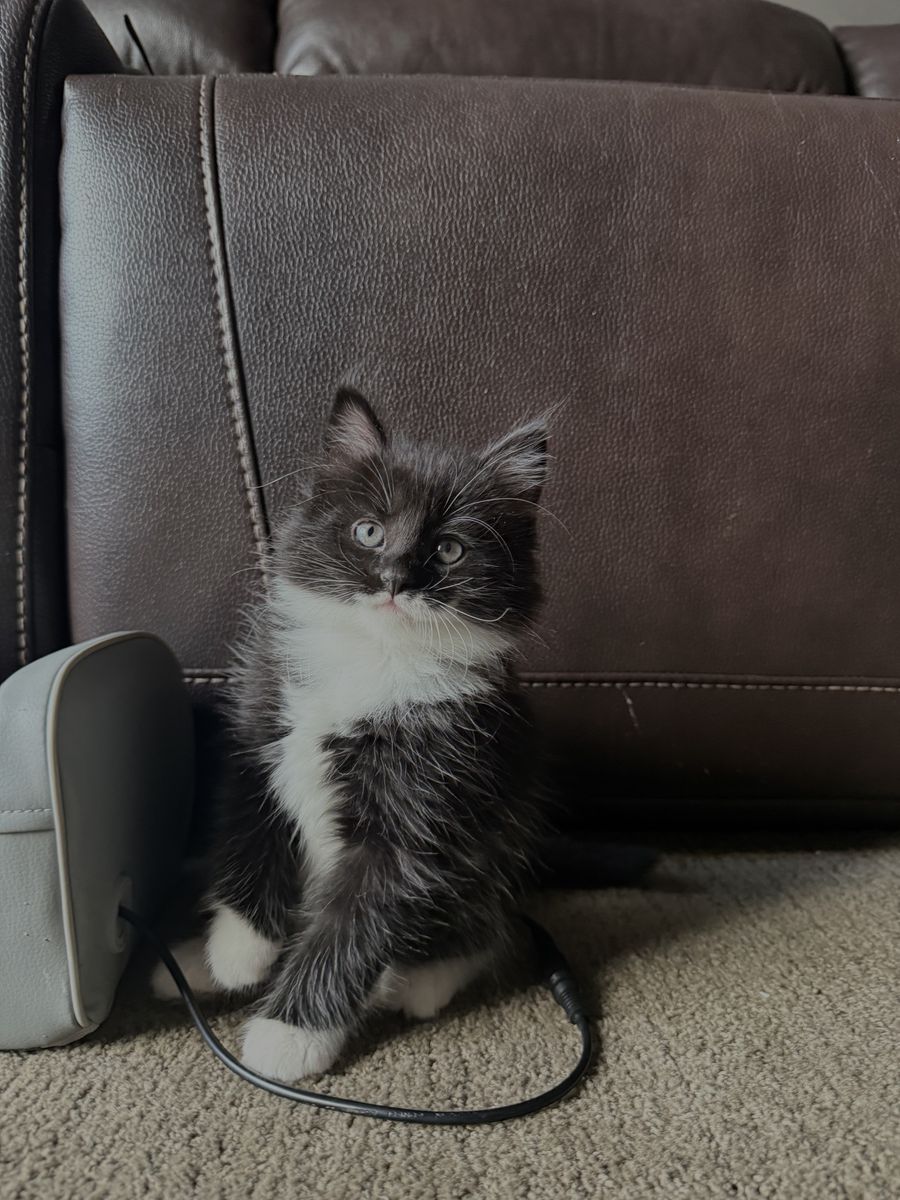 Two boy kittens for sale