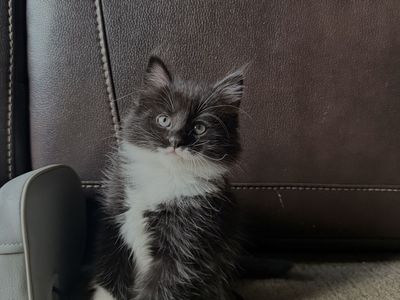 Two boy kittens for sale