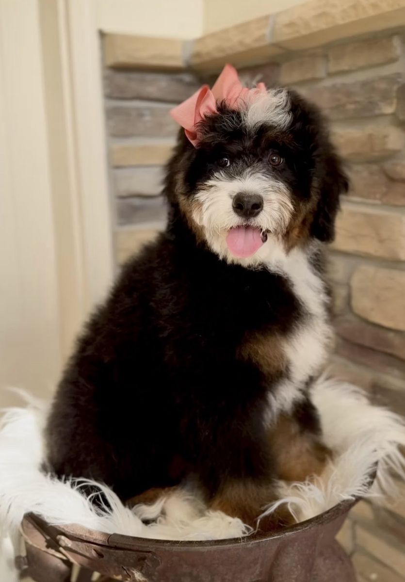 Bernedoodle