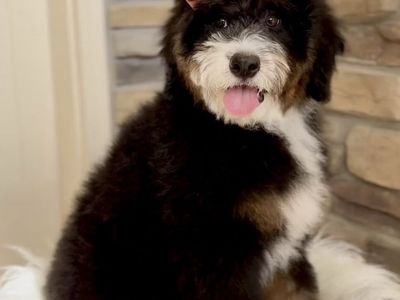Bernedoodle
