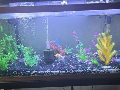 55 gallon tank and supplies