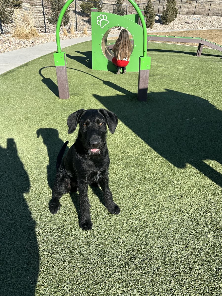 Black Lab, wire hair