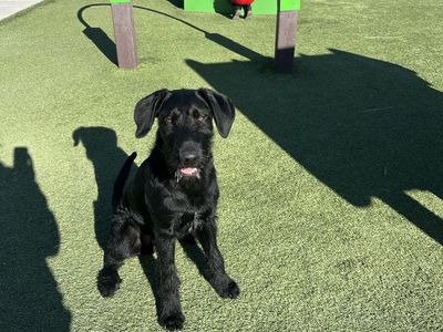 Black Lab, wire hair