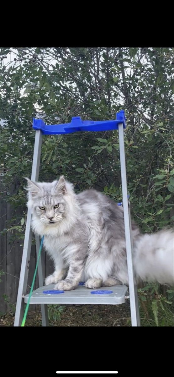 Male maine coon