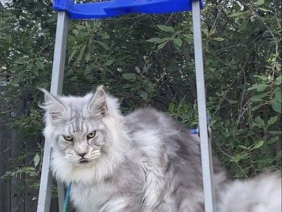 Male maine coon