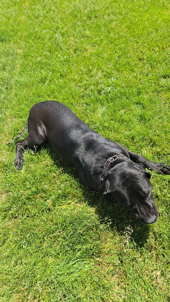 Female Mastiff