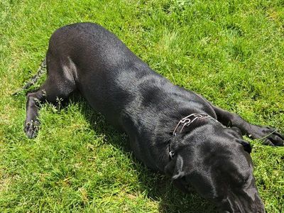 Female Mastiff