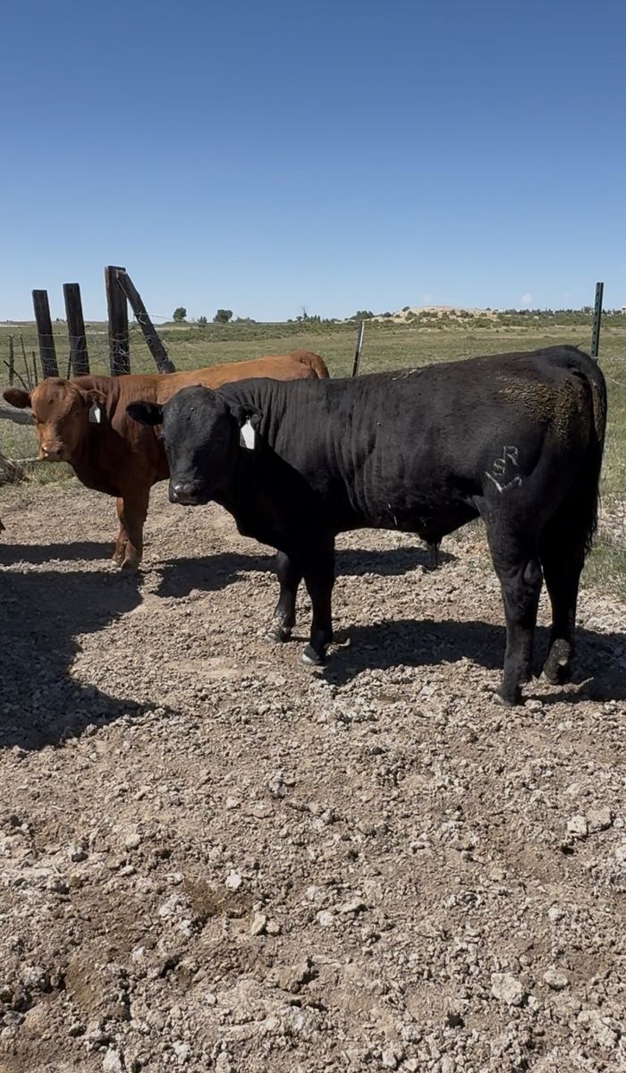 Gelbvieh Bulls