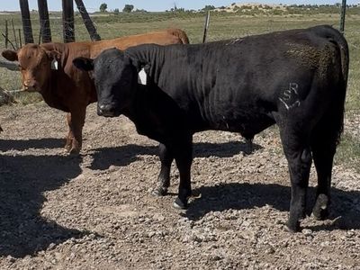 Gelbvieh Bulls