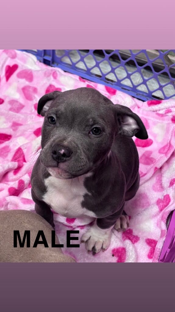 American Bully Puppies