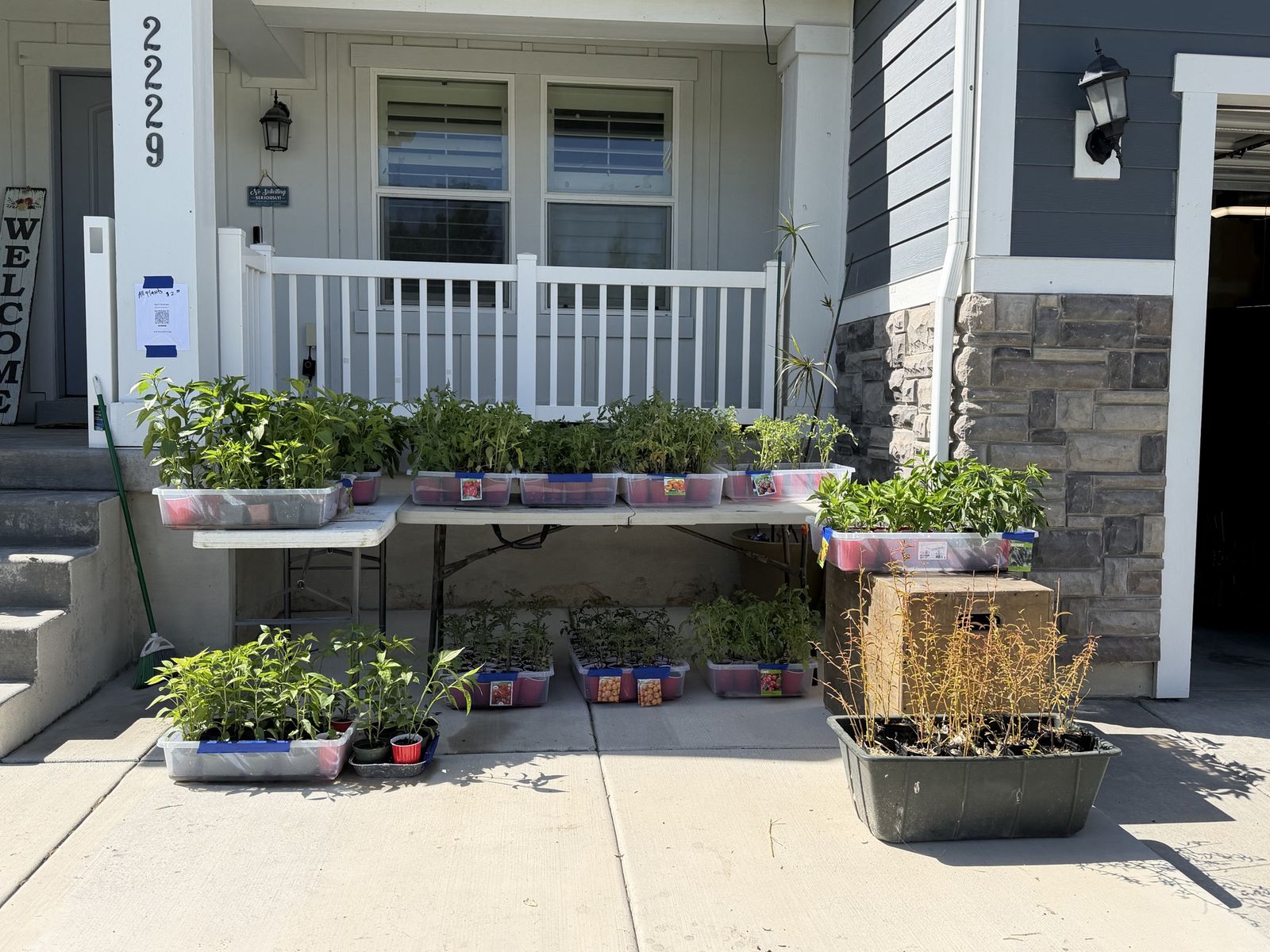 Vegetables plants