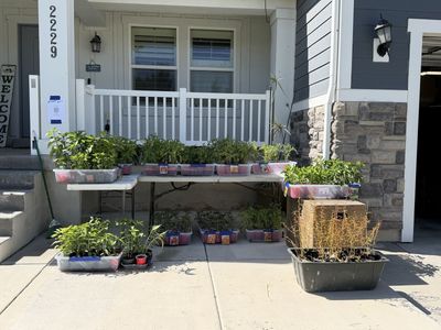 Vegetables plants