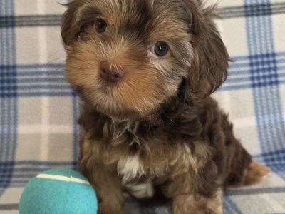 Beautiful Purebred Yorkie Puppies