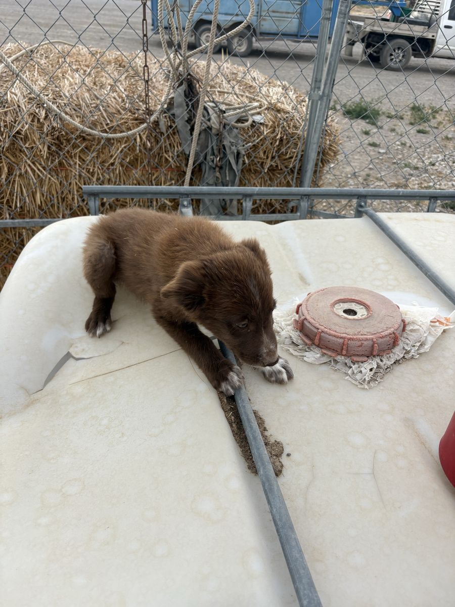Border Collie kelpie cross males