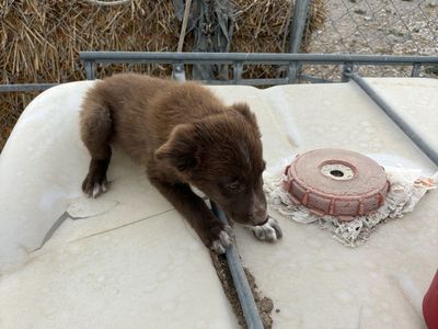 Border Collie kelpie cross males