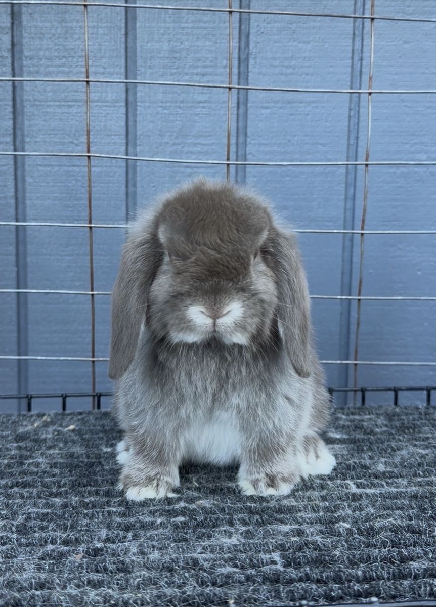 Holland Lop Doe