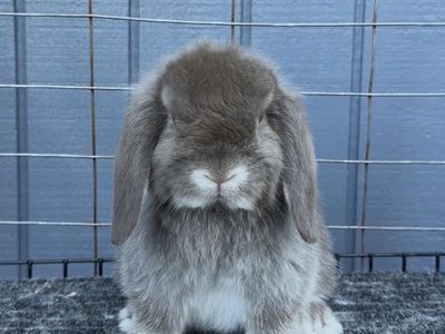Holland Lop Doe