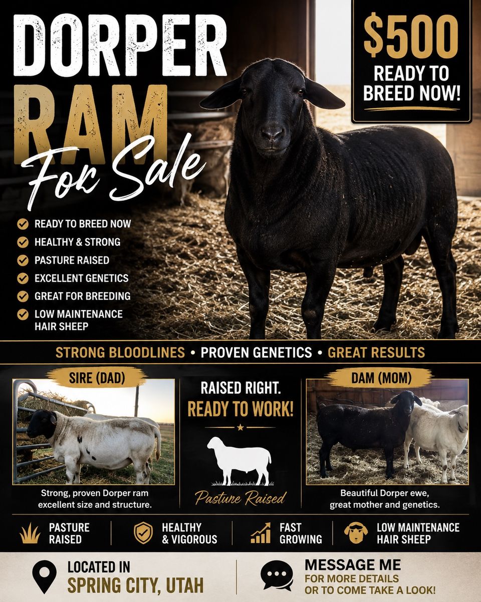 Purebred Dorper Ram For Sale - Ready to Breed, Pasture Raised