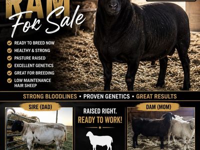 Purebred Dorper Ram For Sale - Ready to Breed, Pasture Raised
