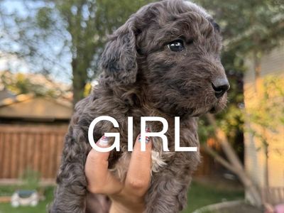 READY Bernedoodle Puppies Doodle puppy