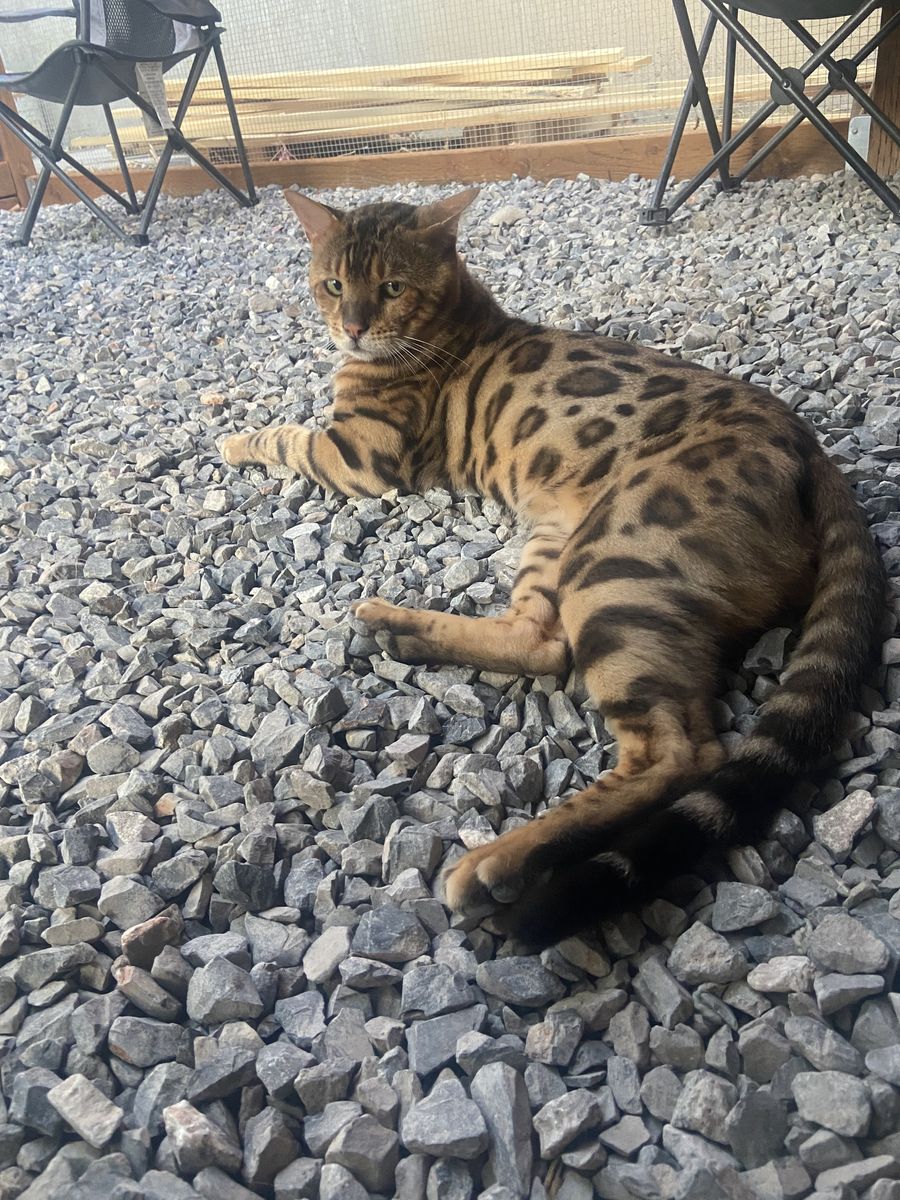 Elite Bengal Stud Service