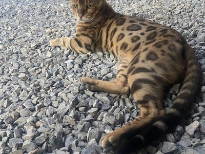 Elite Bengal Stud Service