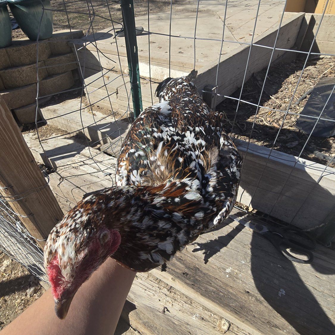 Indio Gigante Pullet