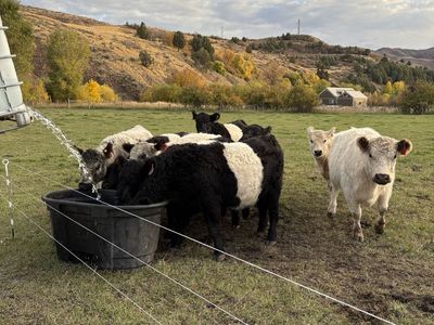 Belted & White Galloway Heifers For Sale