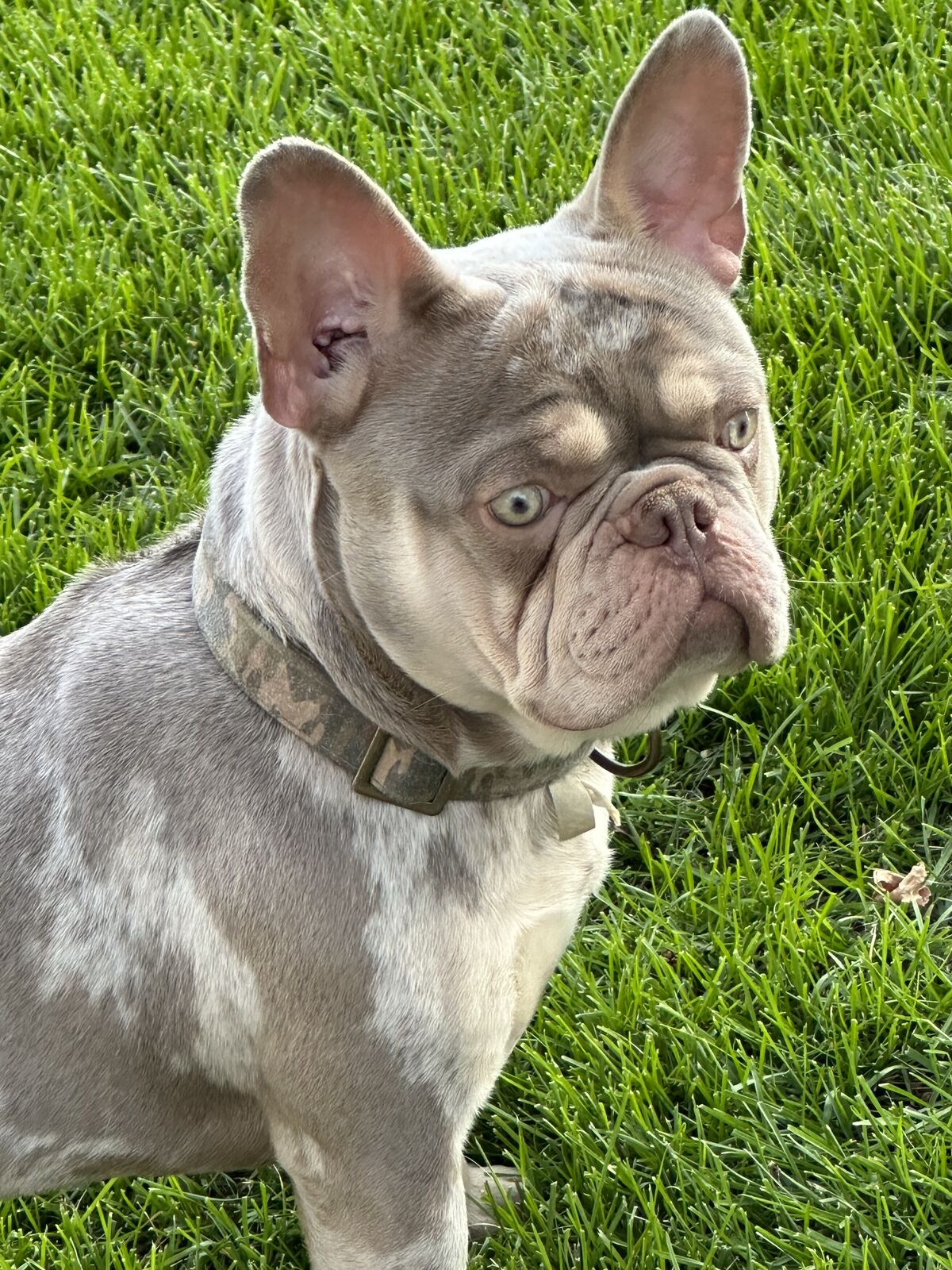 french bulldog
