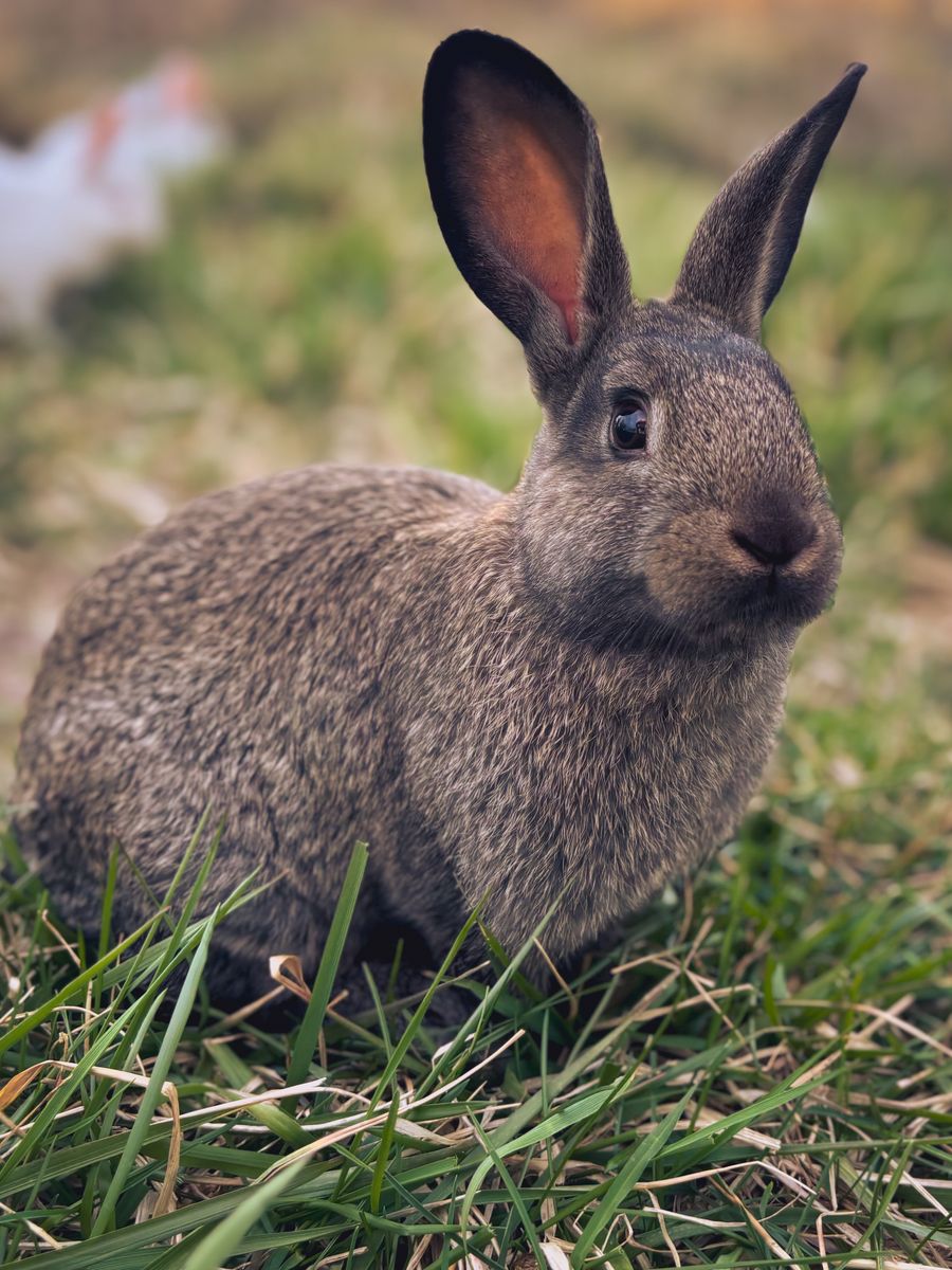 New Zealand Rabbits Multiple Colors and Ages