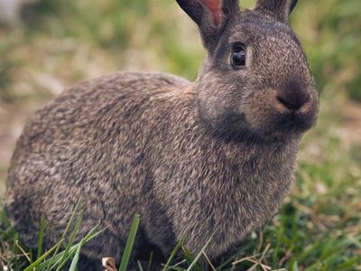 New Zealand Rabbits Multiple Colors and Ages