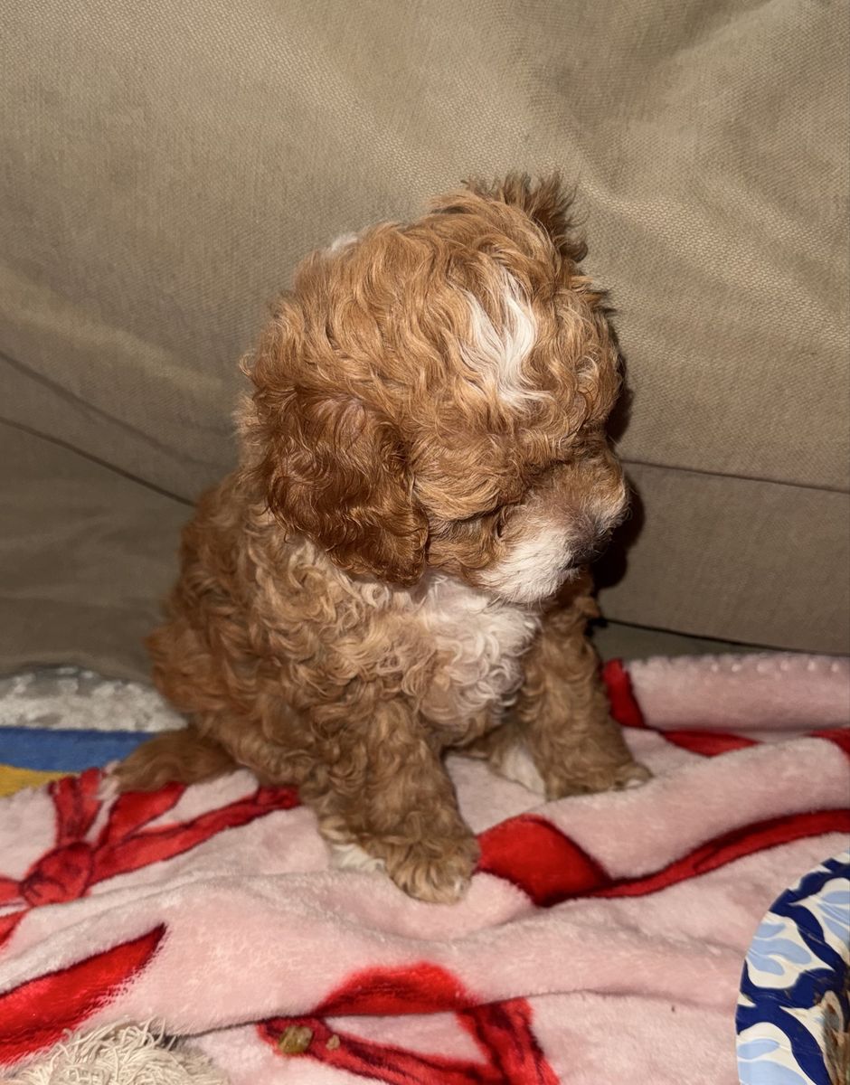 Male Goldendoodle Puppies - Adorable & Playful