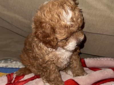 Male Goldendoodle Puppies - Adorable & Playful