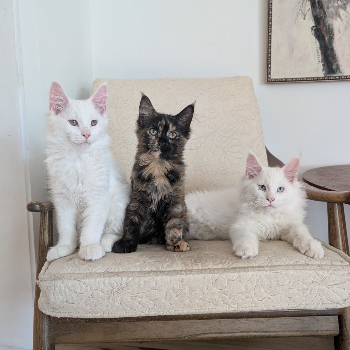 Maine Coon Kittens