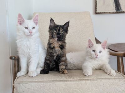 Maine Coon Kittens