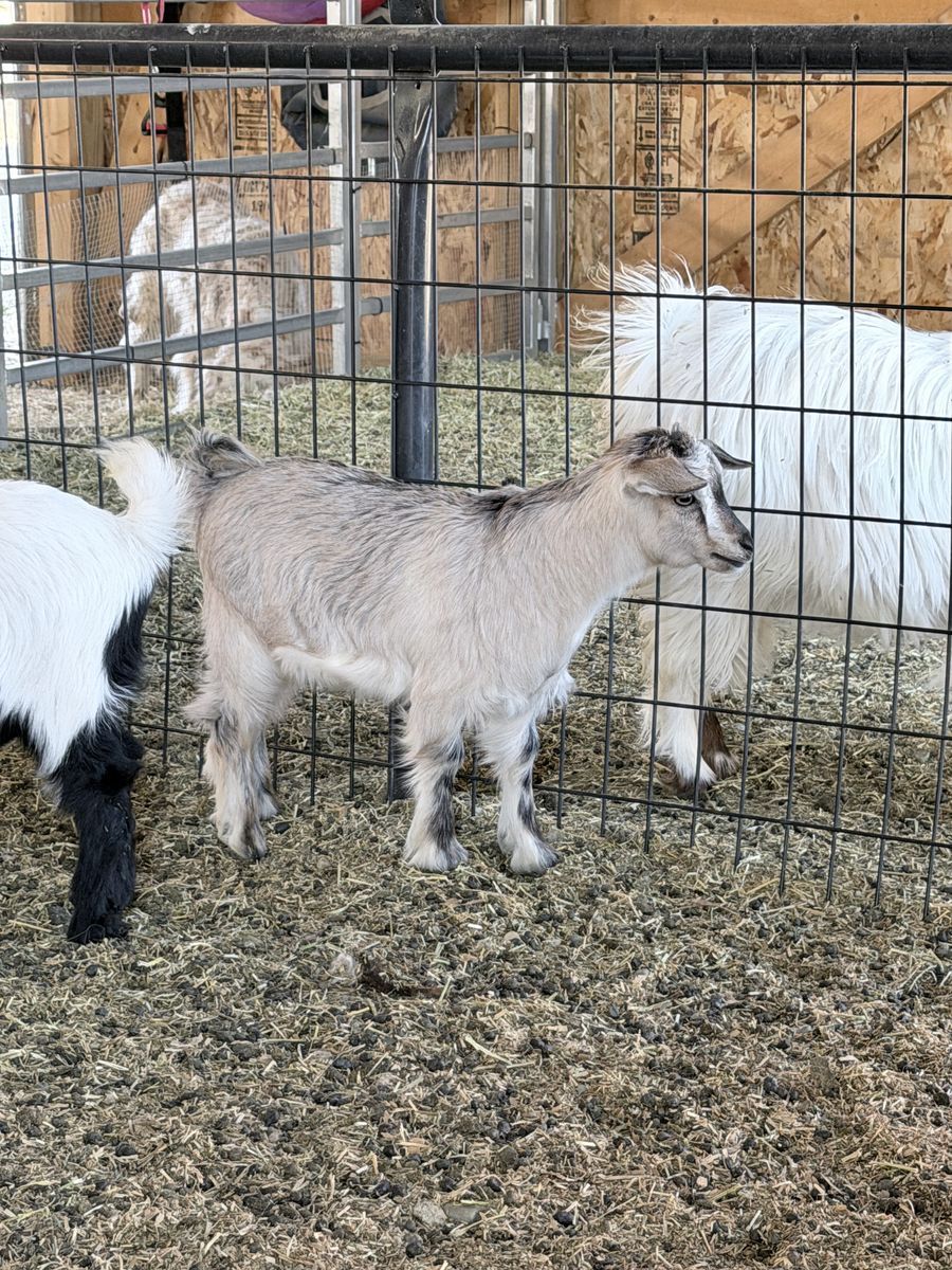 8 week old silky fainting doeling goat