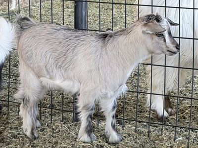 8 week old silky fainting doeling goat