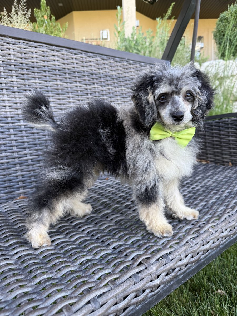 Blue Merle Phantom Toy Poodle Stud -7lbs, Bb