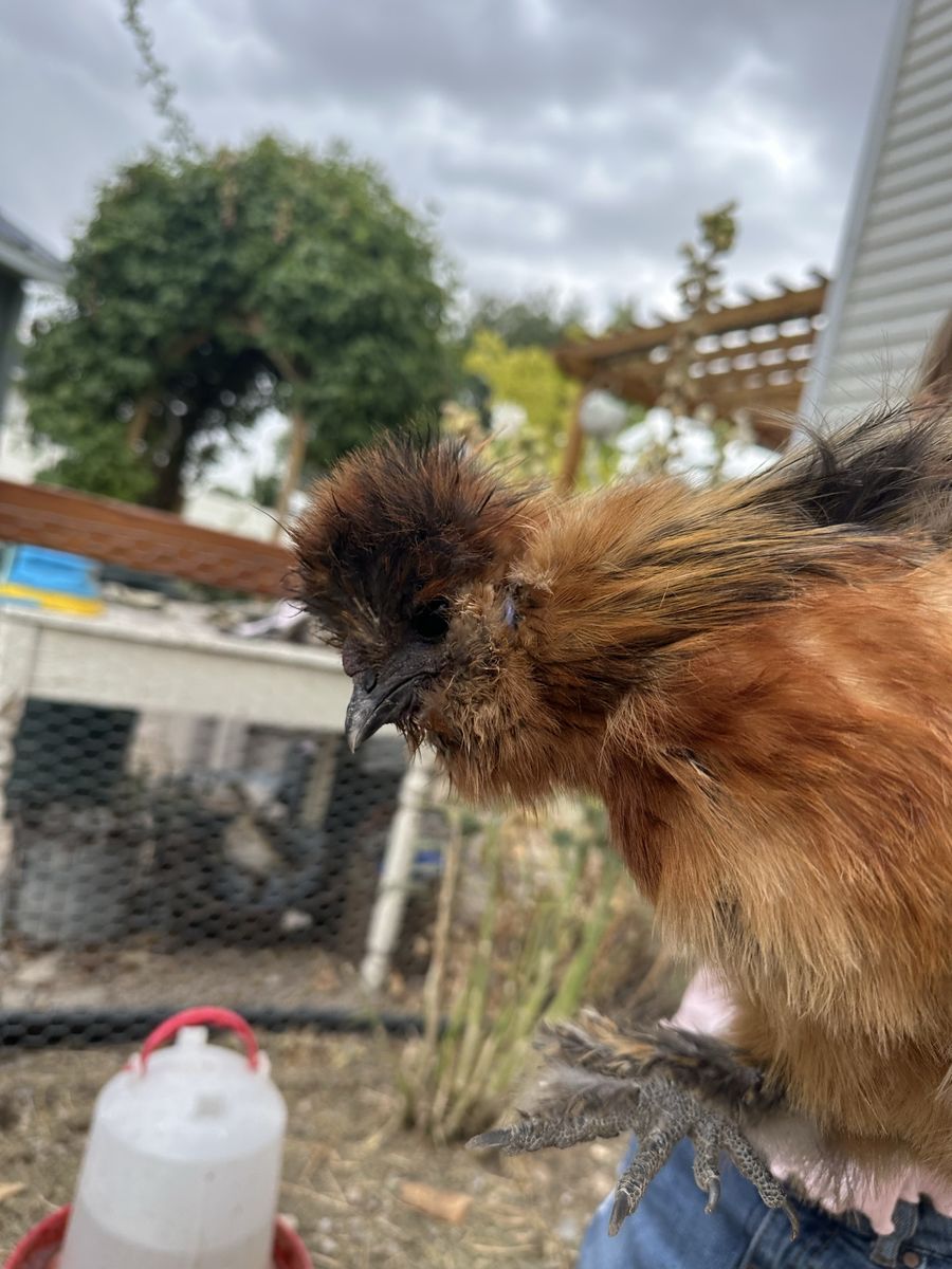 Silkie Chicken - Roosters