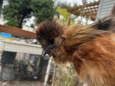 Silkie Chicken - Roosters