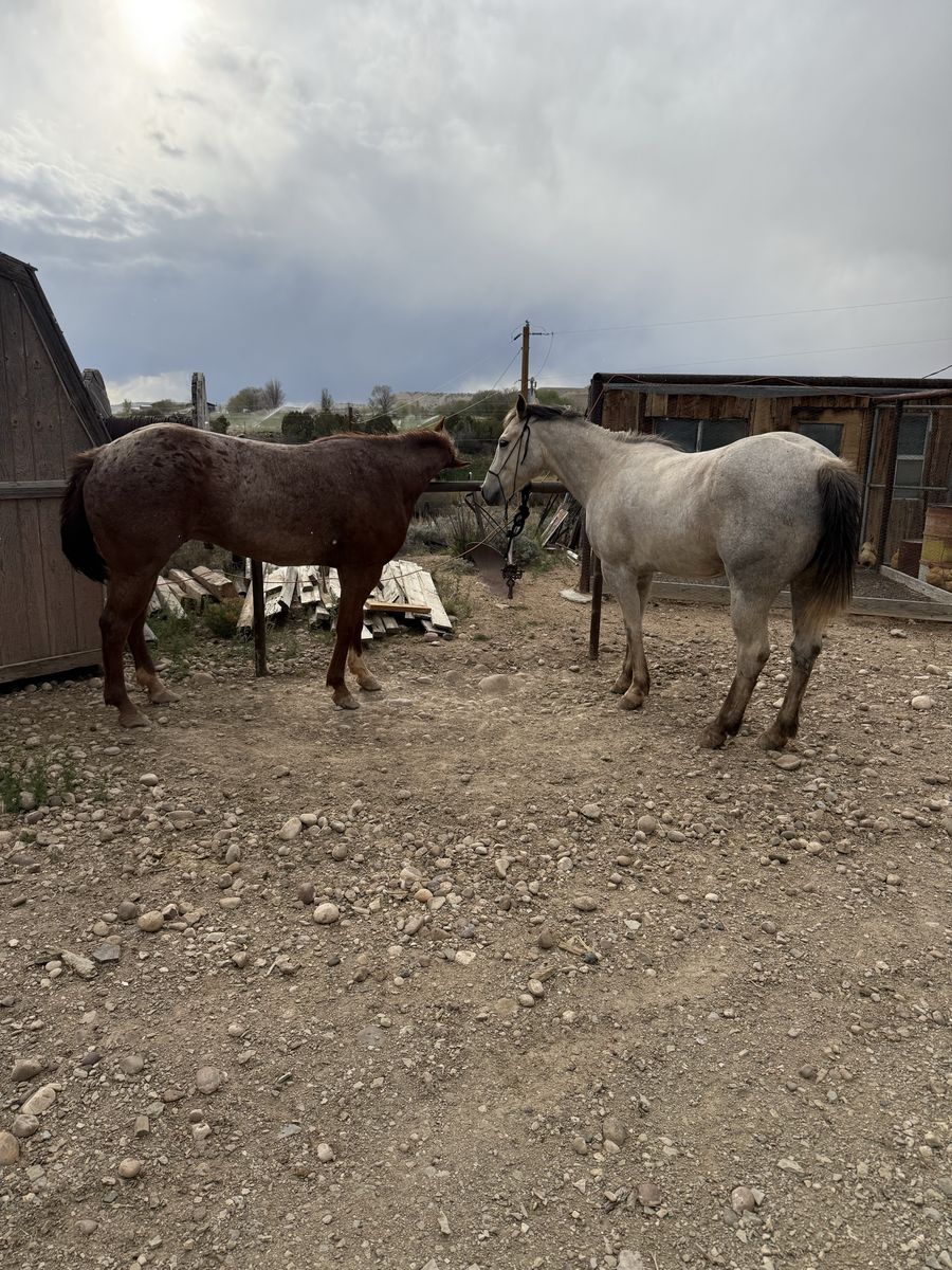 5 year old gelding